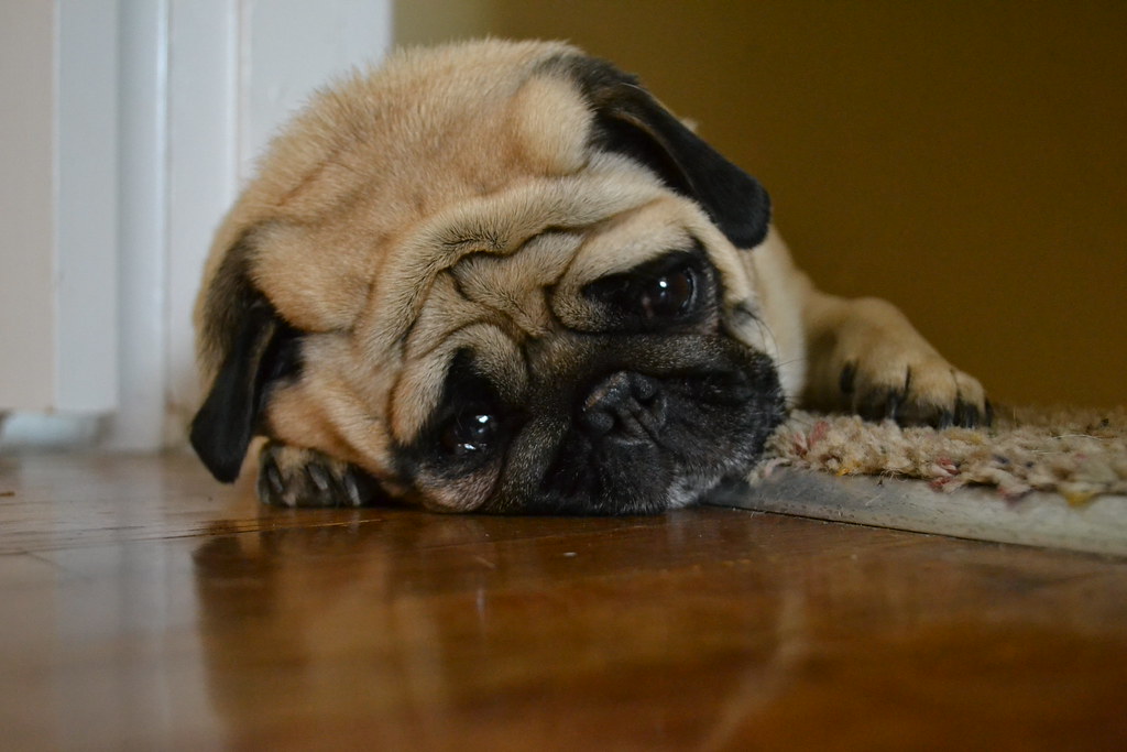 Pug: New term coined for when the forum software is sad...